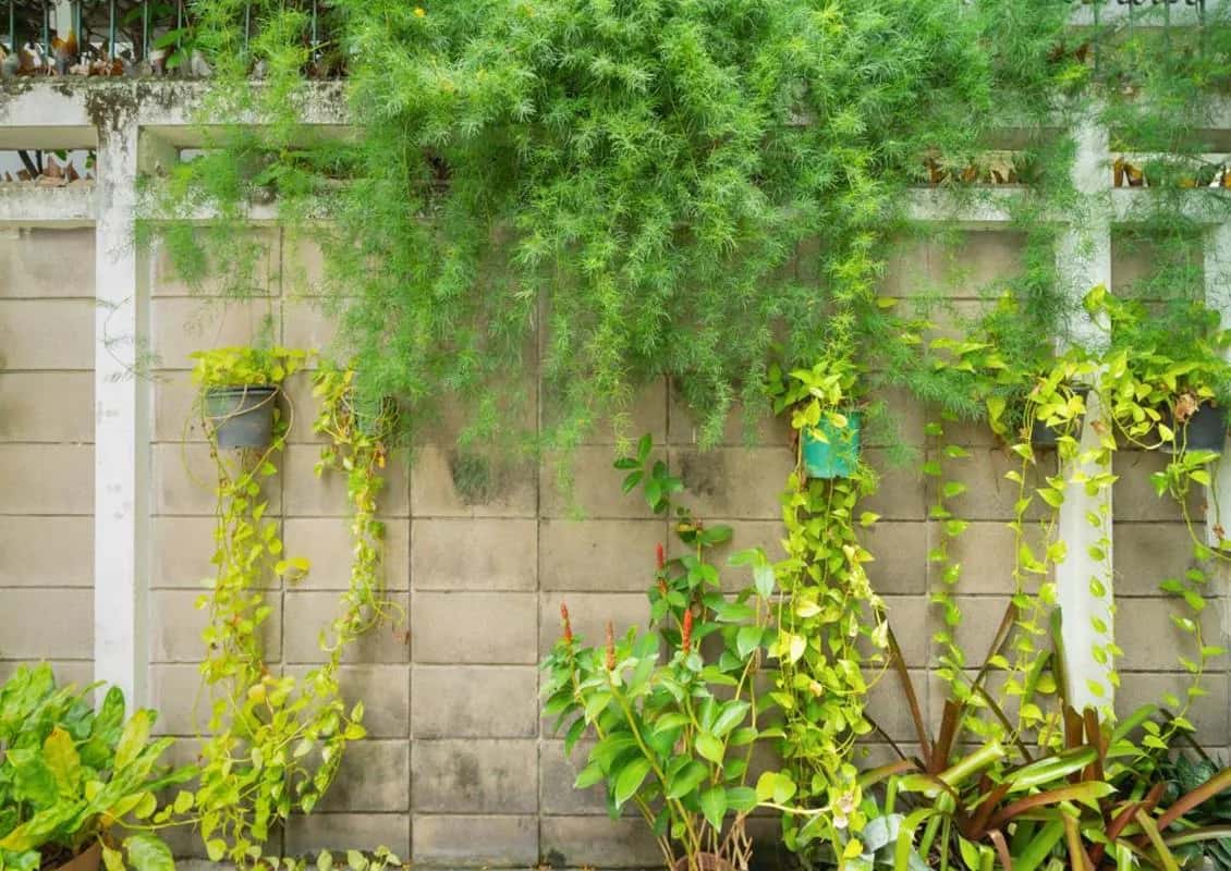 Jak ozdobić płot betonowy? 10 kreatywnych pomysłów na metamorfozę